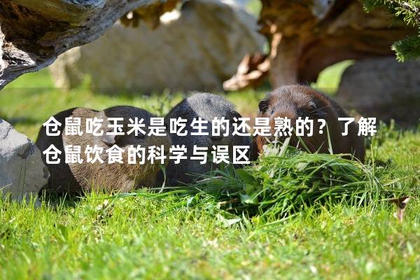仓鼠吃玉米是吃生的还是熟的？了解仓鼠饮食的科学与误区