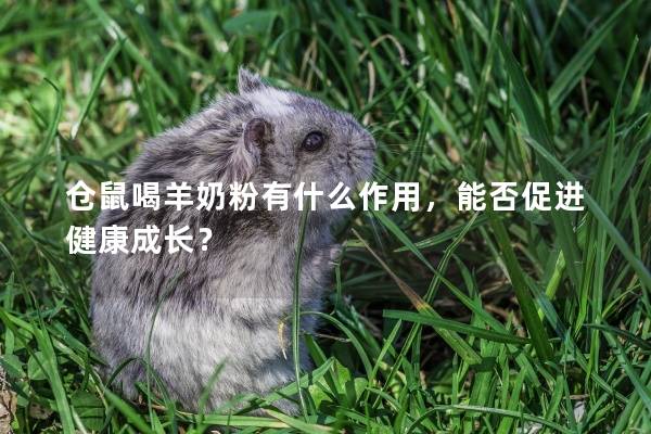 仓鼠喝羊奶粉有什么作用，能否促进健康成长？