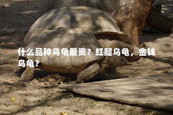 什么品种乌龟最贵？红腿乌龟，金钱乌龟？