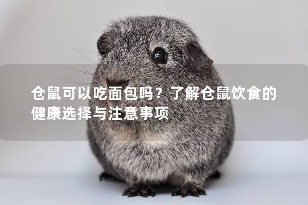 仓鼠可以吃面包吗？了解仓鼠饮食的健康选择与注意事项