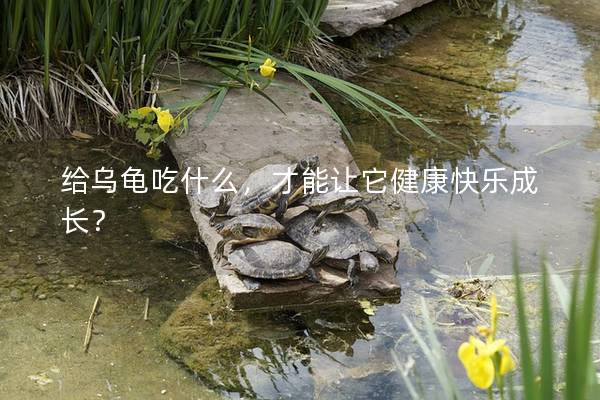 给乌龟吃什么，才能让它健康快乐成长？