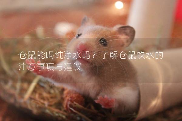 仓鼠能喝纯净水吗？了解仓鼠饮水的注意事项与建议