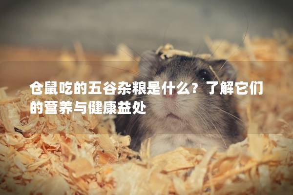 仓鼠吃的五谷杂粮是什么？了解它们的营养与健康益处