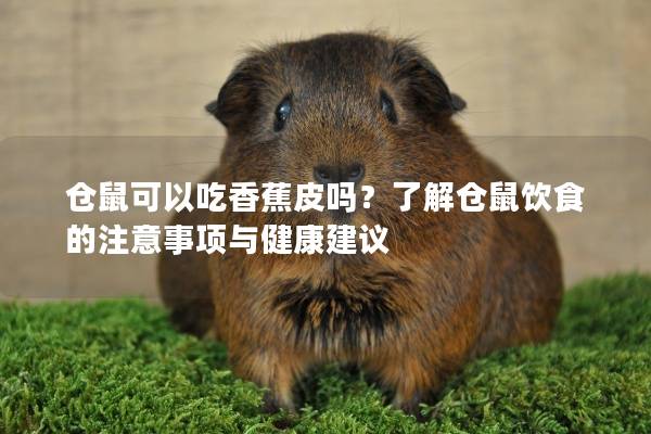 仓鼠可以吃香蕉皮吗？了解仓鼠饮食的注意事项与健康建议
