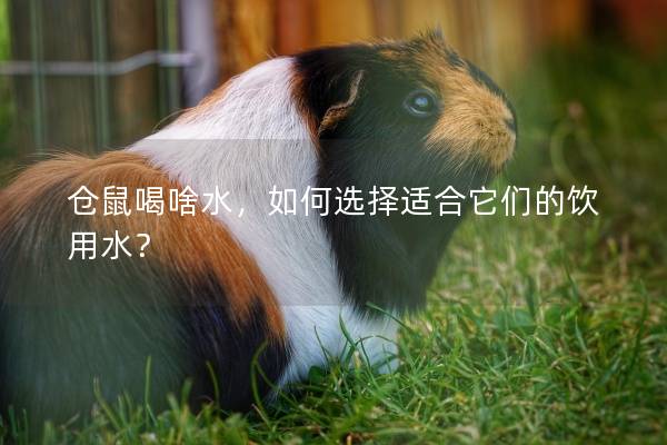 仓鼠喝啥水，如何选择适合它们的饮用水？
