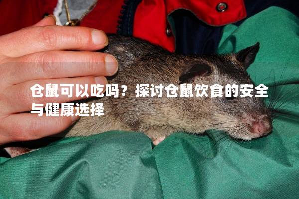 仓鼠可以吃吗？探讨仓鼠饮食的安全与健康选择