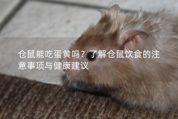 仓鼠能吃蛋黄吗？了解仓鼠饮食的注意事项与健康建议