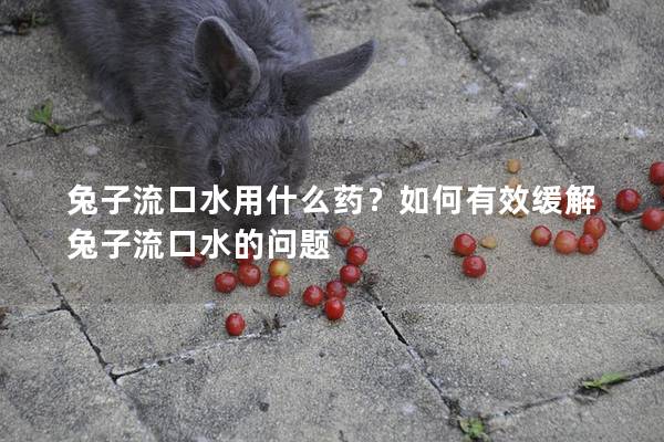 兔子流口水用什么药？如何有效缓解兔子流口水的问题