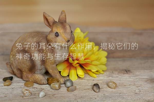 兔子的耳朵有什么作用，揭秘它们的神奇功能与生存智慧