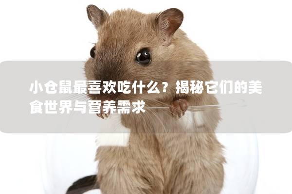 小仓鼠最喜欢吃什么？揭秘它们的美食世界与营养需求