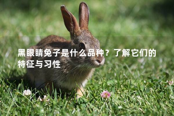 黑眼睛兔子是什么品种？了解它们的特征与习性