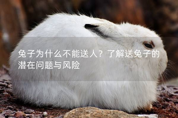 兔子为什么不能送人？了解送兔子的潜在问题与风险