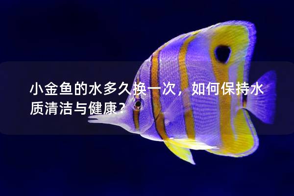 小金鱼的水多久换一次，如何保持水质清洁与健康？