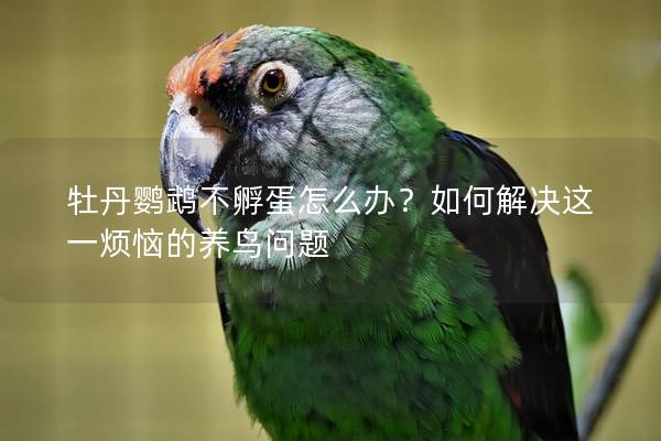 牡丹鹦鹉不孵蛋怎么办？如何解决这一烦恼的养鸟问题