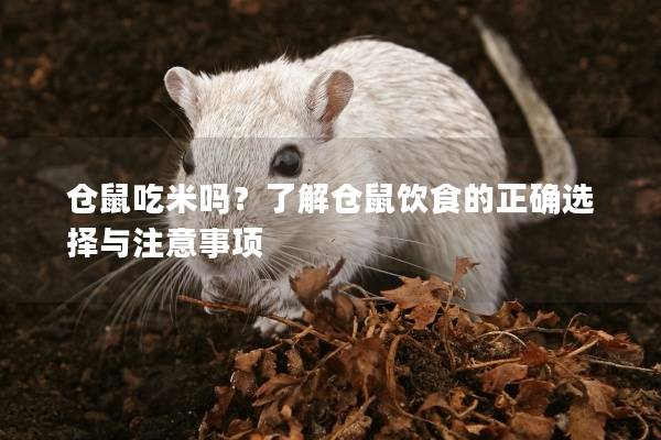 仓鼠吃米吗？了解仓鼠饮食的正确选择与注意事项