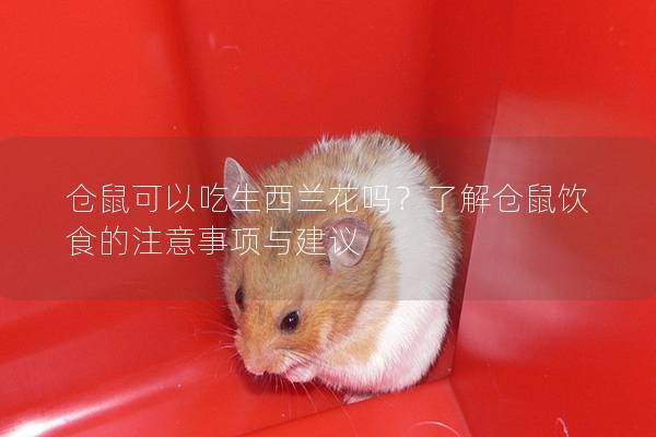 仓鼠可以吃生西兰花吗？了解仓鼠饮食的注意事项与建议