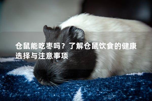 仓鼠能吃枣吗？了解仓鼠饮食的健康选择与注意事项