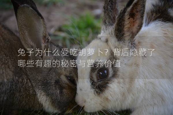 兔子为什么爱吃胡萝卜？背后隐藏了哪些有趣的秘密与营养价值