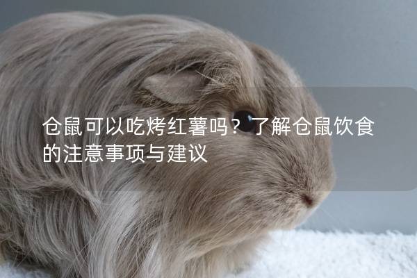 仓鼠可以吃烤红薯吗？了解仓鼠饮食的注意事项与建议