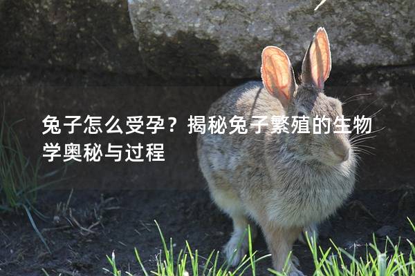兔子怎么受孕？揭秘兔子繁殖的生物学奥秘与过程