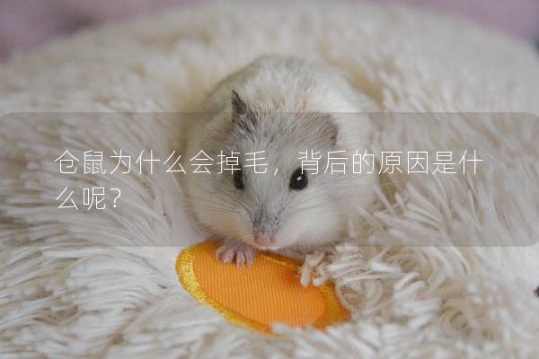 仓鼠为什么会掉毛，背后的原因是什么呢？