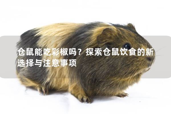 仓鼠能吃彩椒吗？探索仓鼠饮食的新选择与注意事项