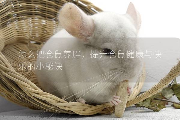 怎么把仓鼠养胖，提升仓鼠健康与快乐的小秘诀