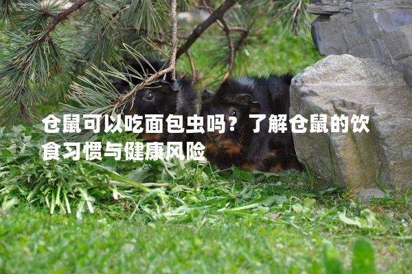 仓鼠可以吃面包虫吗？了解仓鼠的饮食习惯与健康风险