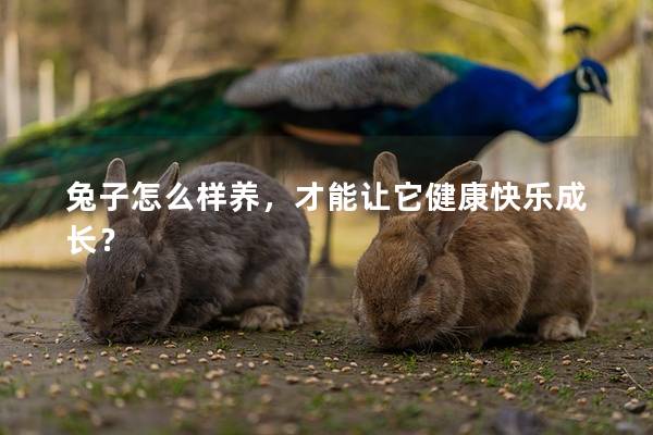 兔子怎么样养，才能让它健康快乐成长？