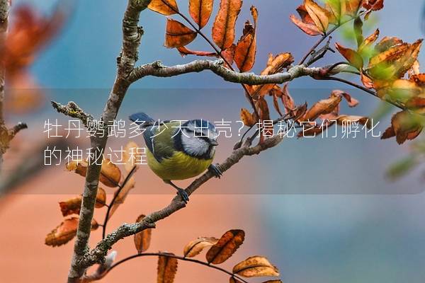 牡丹鹦鹉多少天出壳？揭秘它们孵化的神秘过程