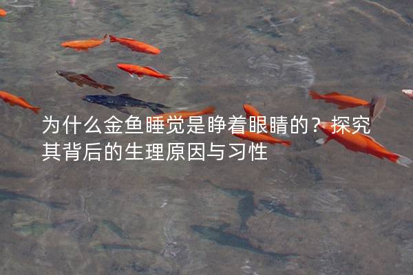 为什么金鱼睡觉是睁着眼睛的？探究其背后的生理原因与习性