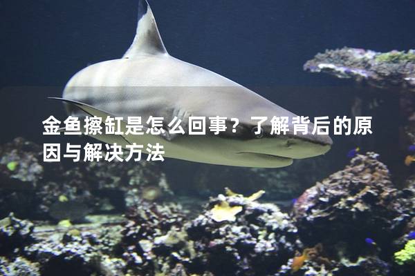 金鱼擦缸是怎么回事？了解背后的原因与解决方法