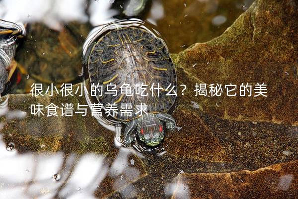 很小很小的乌龟吃什么？揭秘它的美味食谱与营养需求
