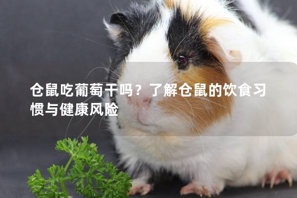 仓鼠吃葡萄干吗？了解仓鼠的饮食习惯与健康风险