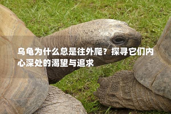 乌龟为什么总是往外爬？探寻它们内心深处的渴望与追求