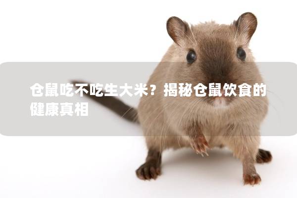 仓鼠吃不吃生大米？揭秘仓鼠饮食的健康真相