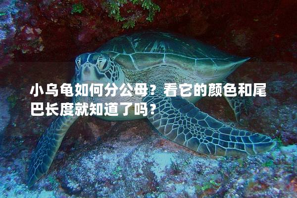 小乌龟如何分公母？看它的颜色和尾巴长度就知道了吗？