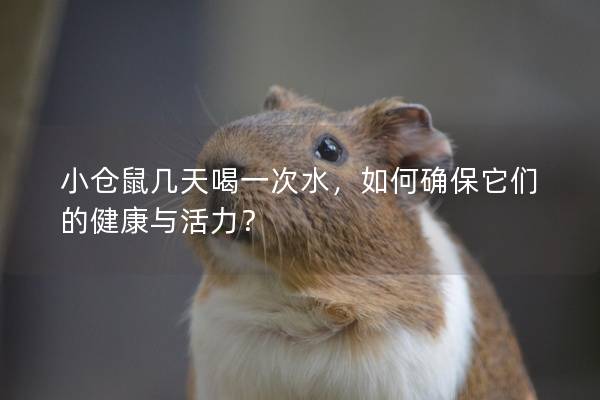 小仓鼠几天喝一次水，如何确保它们的健康与活力？