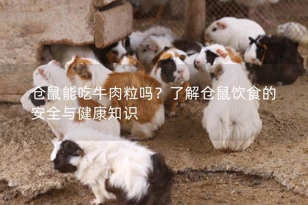 仓鼠能吃牛肉粒吗？了解仓鼠饮食的安全与健康知识