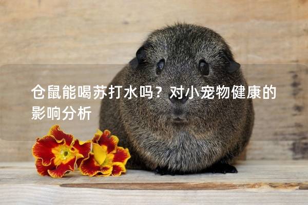 仓鼠能喝苏打水吗？对小宠物健康的影响分析