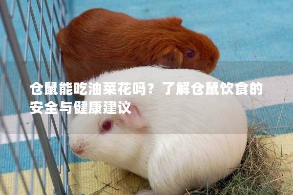 仓鼠能吃油菜花吗？了解仓鼠饮食的安全与健康建议