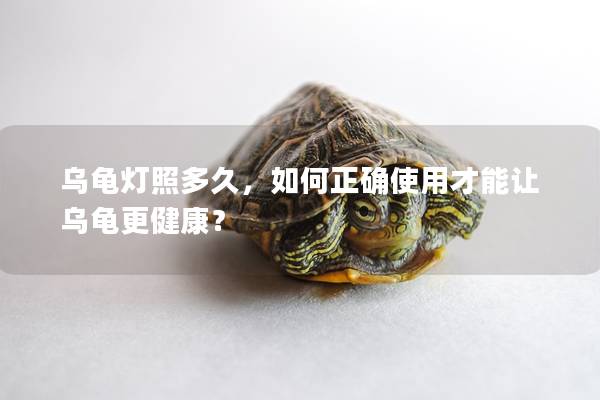 乌龟灯照多久，如何正确使用才能让乌龟更健康？