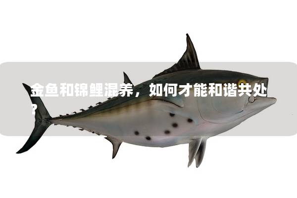 金鱼和锦鲤混养，如何才能和谐共处？