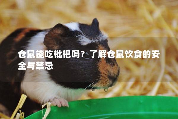 仓鼠能吃枇杷吗？了解仓鼠饮食的安全与禁忌