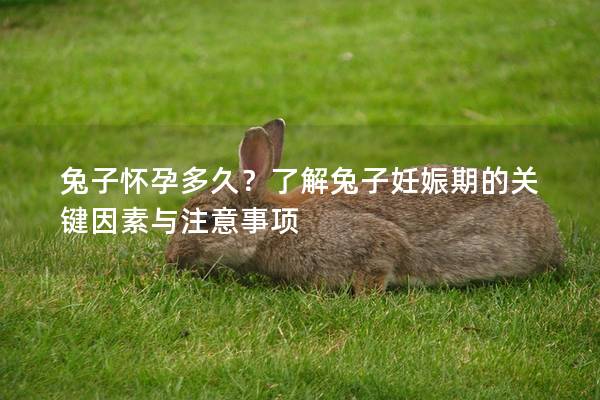 兔子怀孕多久？了解兔子妊娠期的关键因素与注意事项