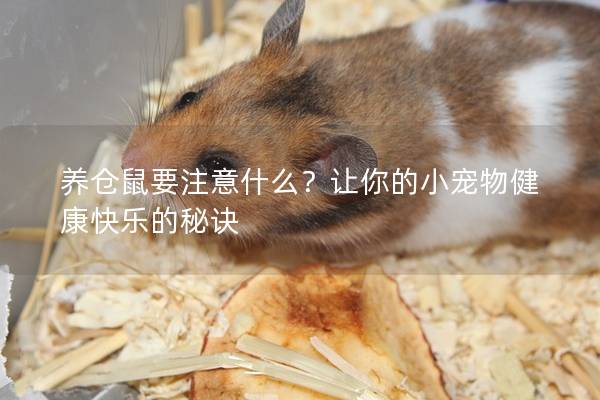 养仓鼠要注意什么？让你的小宠物健康快乐的秘诀