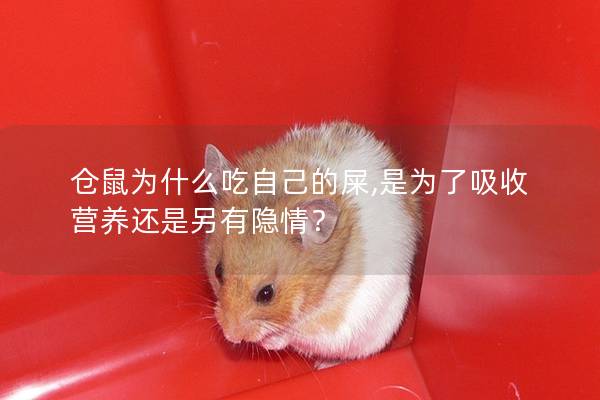 仓鼠为什么吃自己的屎,是为了吸收营养还是另有隐情？