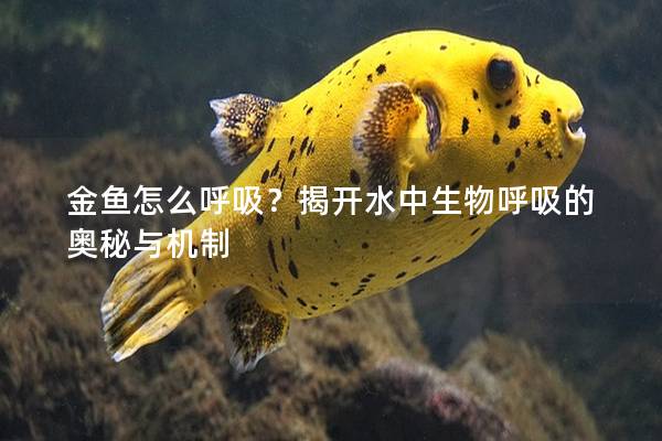 金鱼怎么呼吸？揭开水中生物呼吸的奥秘与机制
