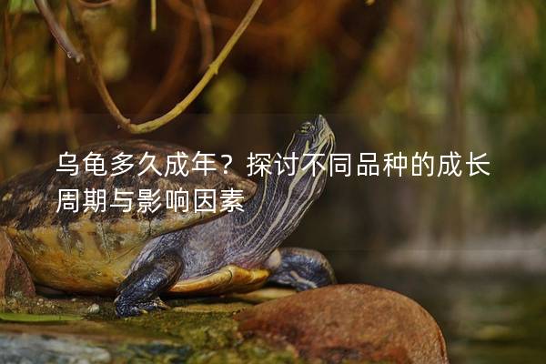乌龟多久成年？探讨不同品种的成长周期与影响因素