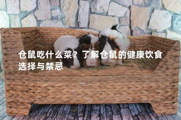 仓鼠吃什么菜？了解仓鼠的健康饮食选择与禁忌